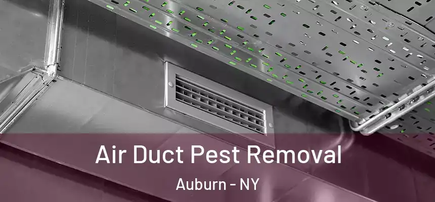 Air Duct Pest Removal Auburn - NY