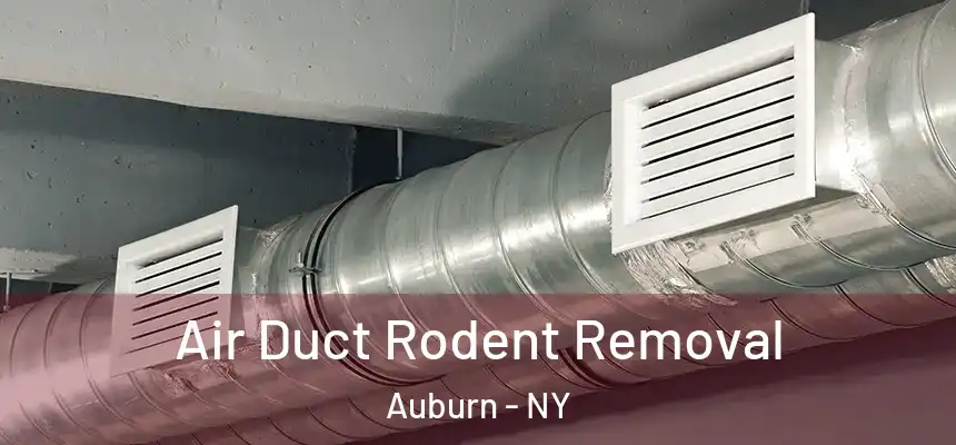 Air Duct Rodent Removal Auburn - NY